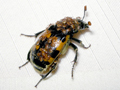 Nicrophorus vespillo